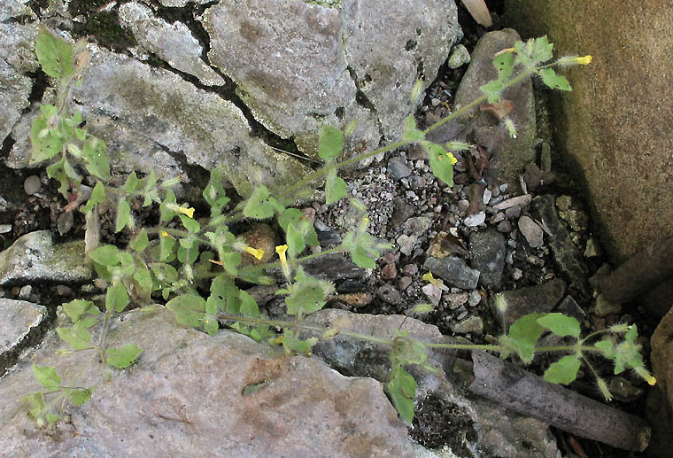 Detailed Picture 4 of Slimy Monkey Flower