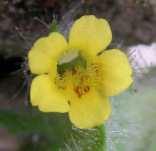 Detailed Picture 1 of Slimy Monkey Flower