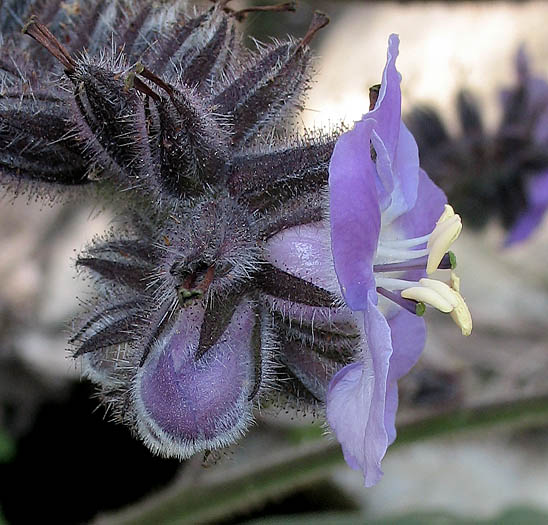 Detailed Picture 2 of Stinging Wigandia