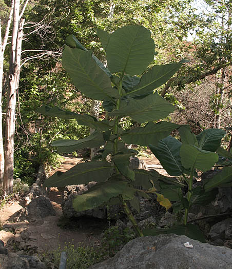 Detailed Picture 5 of Stinging Wigandia