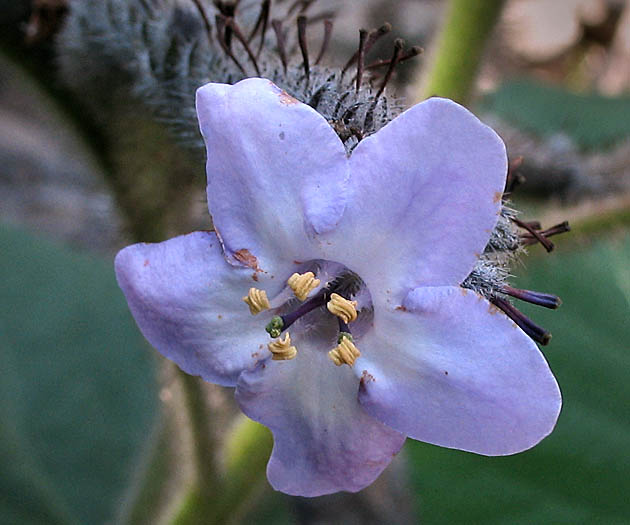 Detailed Picture 1 of Stinging Wigandia