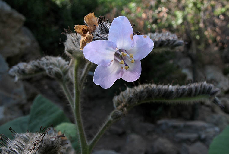 Detailed Picture 3 of Stinging Wigandia