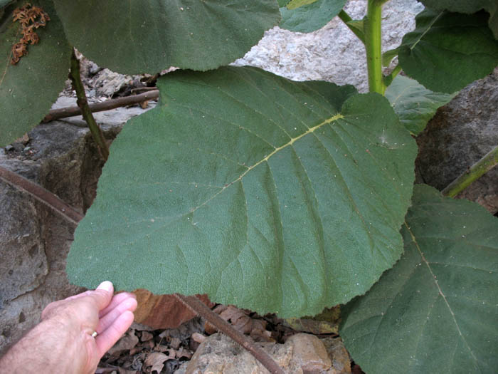 Detailed Picture 6 of Stinging Wigandia