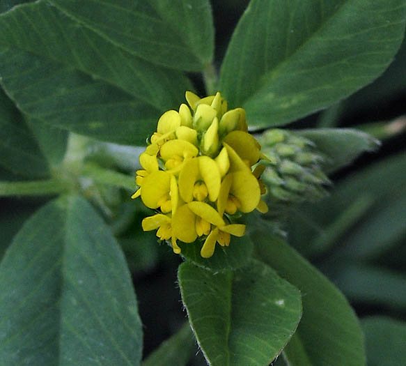 Detailed Picture 3 of Black Medick