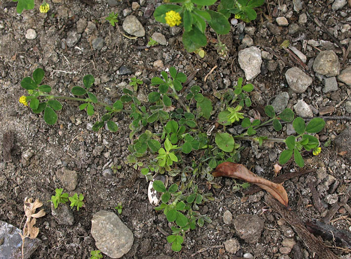 Detailed Picture 6 of Black Medick