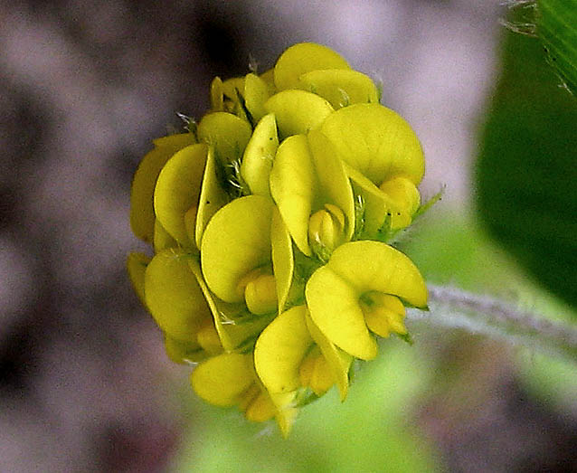 Detailed Picture 1 of Black Medick
