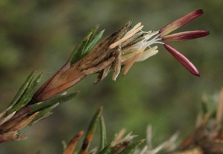 Detailed Picture 1 of Shoregrass