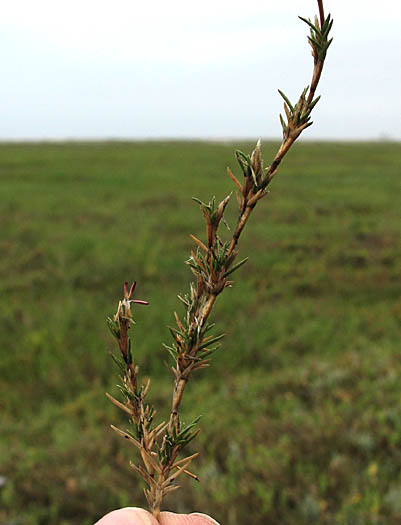 Detailed Picture 4 of Shoregrass