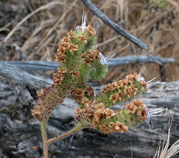Detailed Picture 3 of Branching Phacelia