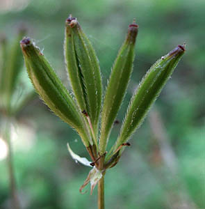 Detailed Picture 5 of Sweet Cicely