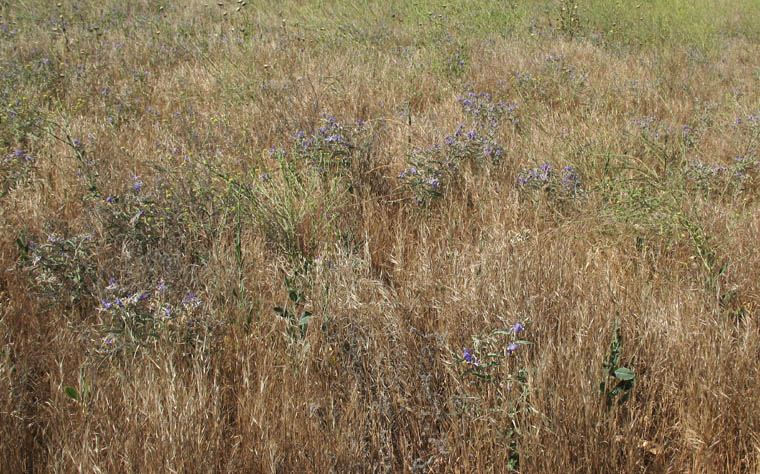 Detailed Picture 4 of Silverleaf Nettle