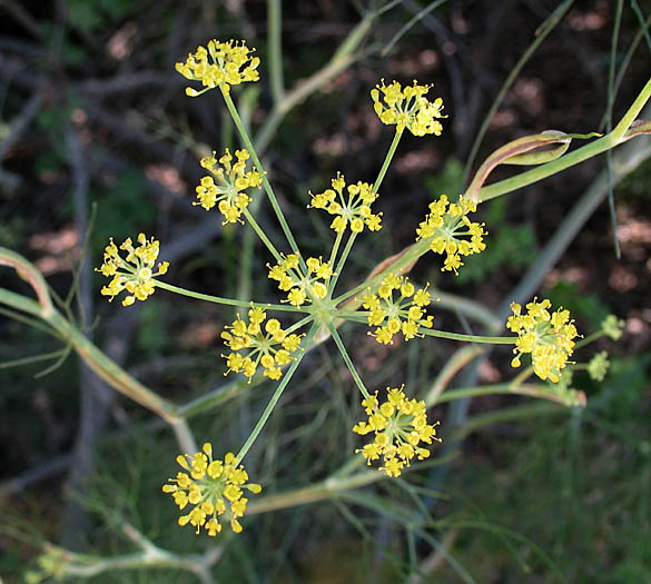 Detailed Picture 5 of Sweet Fennel