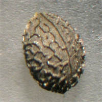 Detailed Picture 5 of Warty Spurge