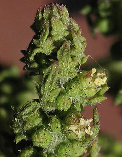 Detailed Picture 4 of Cut-leaved Goosefoot