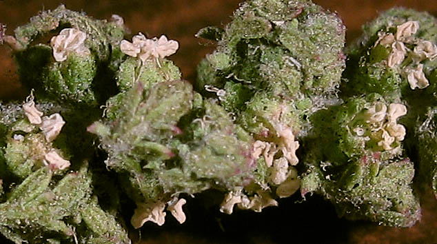 Detailed Picture 3 of Cut-leaved Goosefoot