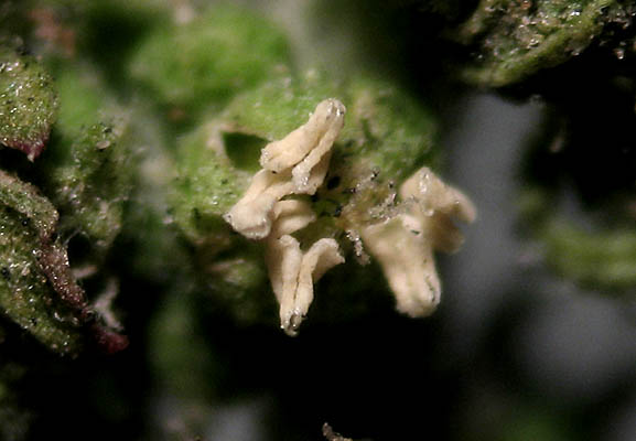 Detailed Picture 1 of Cut-leaved Goosefoot