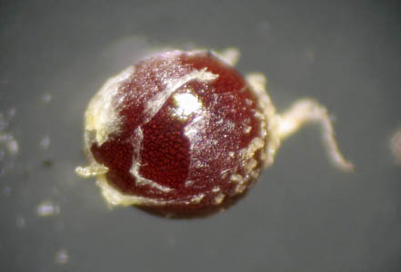 Detailed Picture 10 of Cut-leaved Goosefoot