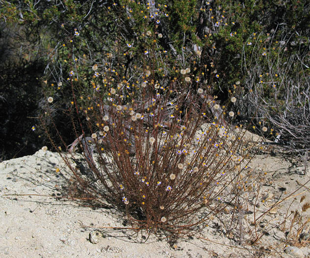 Detailed Picture 5 of Fleabane Aster
