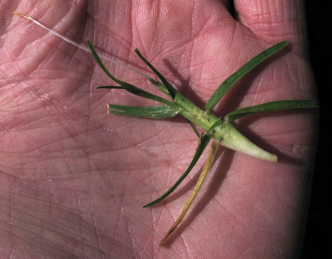 Detailed Picture 2 of Kikuyu Grass