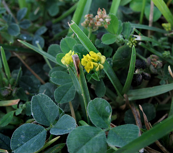Detailed Picture 4 of Black Medick