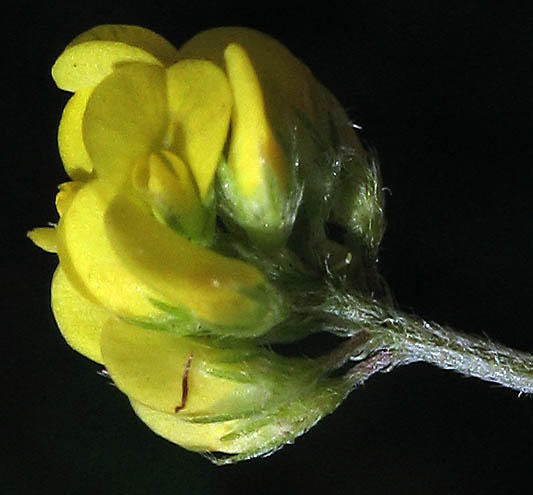 Detailed Picture 2 of Black Medick