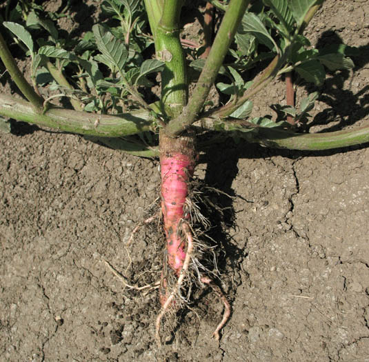 Detailed Picture 8 of Rough Pigweed