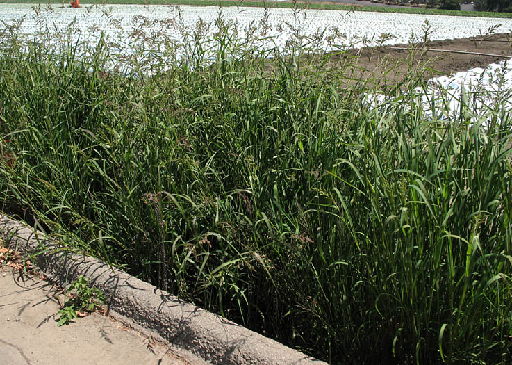 Detailed Picture 8 of Barnyard Grass