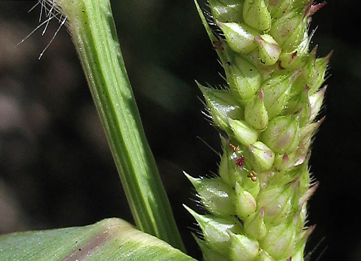 Detailed Picture 2 of Barnyard Grass
