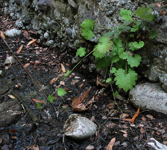 Detailed Picture 6 of Coast Boykinia