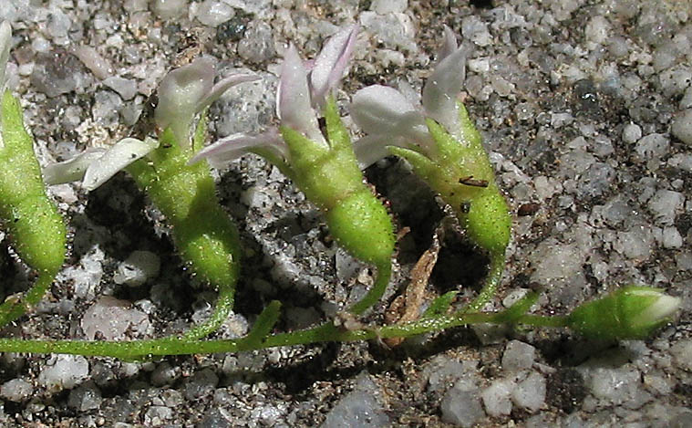 Detailed Picture 3 of Coast Boykinia