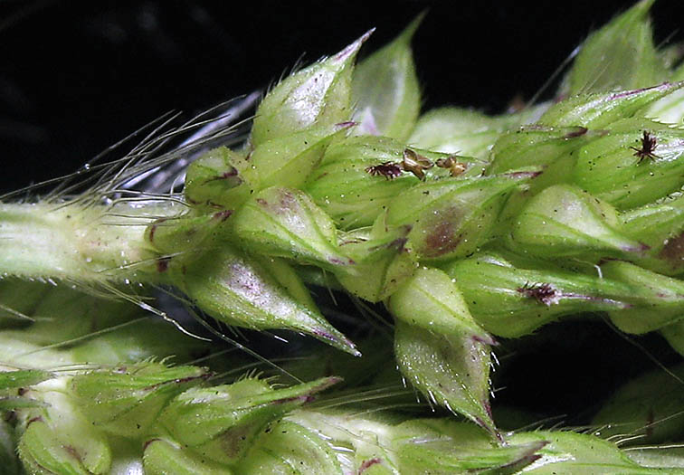 Detailed Picture 1 of Barnyard Grass