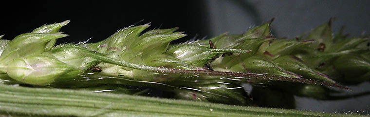Detailed Picture 6 of Barnyard Grass