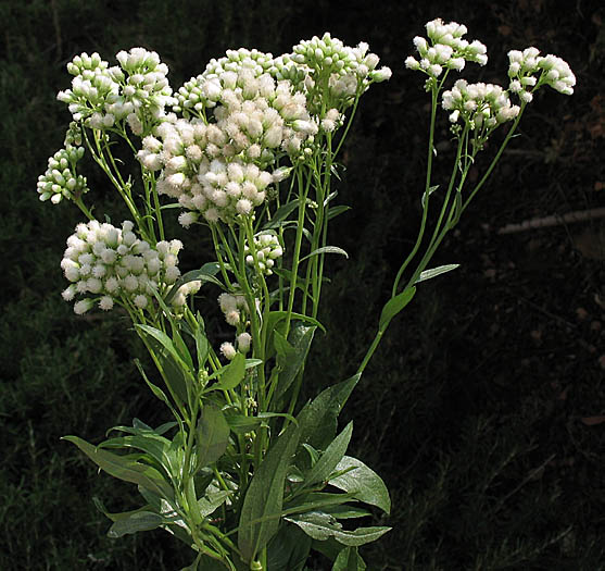 Detailed Picture 6 of Salt Marsh Baccharis