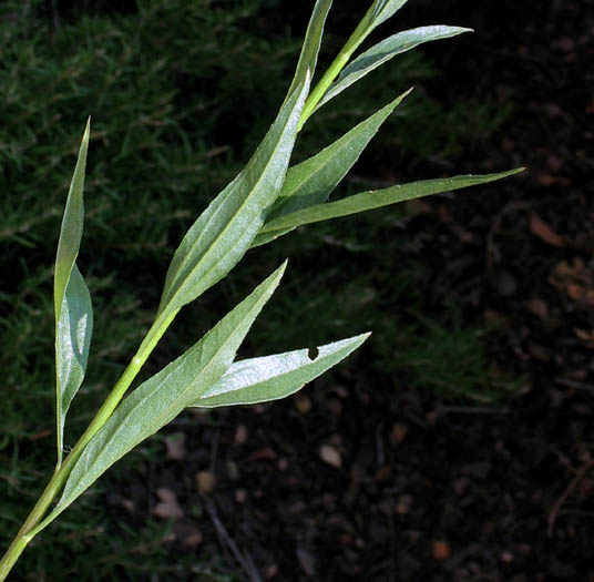Detailed Picture 7 of Salt Marsh Baccharis