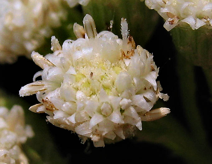 Detailed Picture 1 of Salt Marsh Baccharis