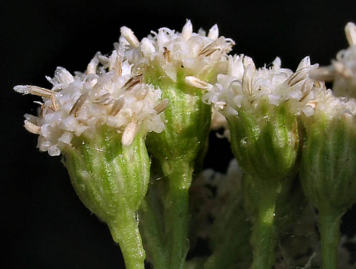 Detailed Picture 2 of Salt Marsh Baccharis