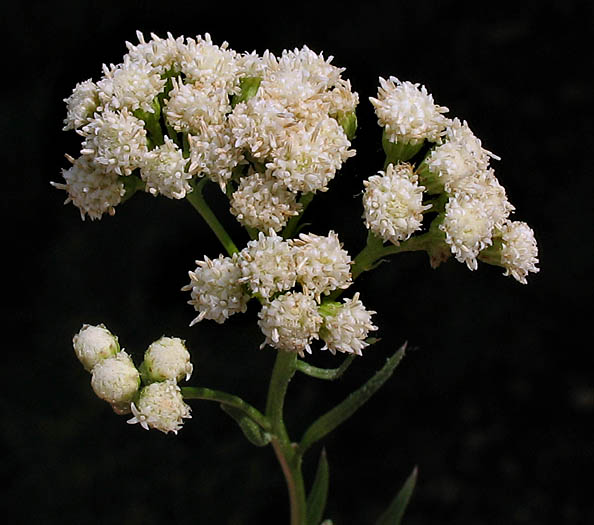 Detailed Picture 5 of Salt Marsh Baccharis