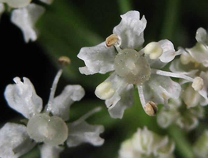 Detailed Picture 1 of Water Parsnip