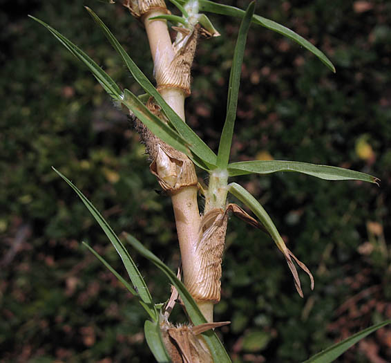 Detailed Picture 3 of Kikuyu Grass