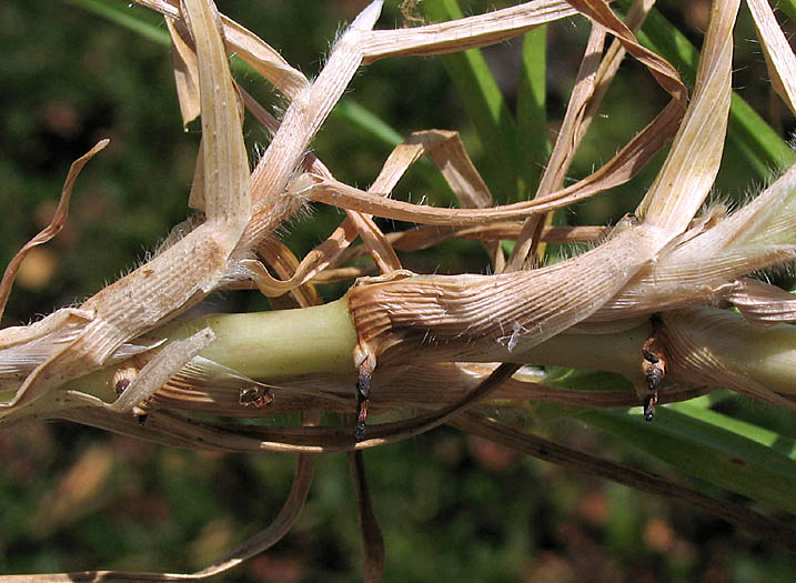 Detailed Picture 4 of Kikuyu Grass