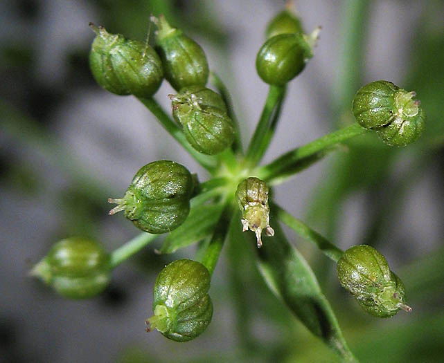 Detailed Picture 5 of Water Parsnip