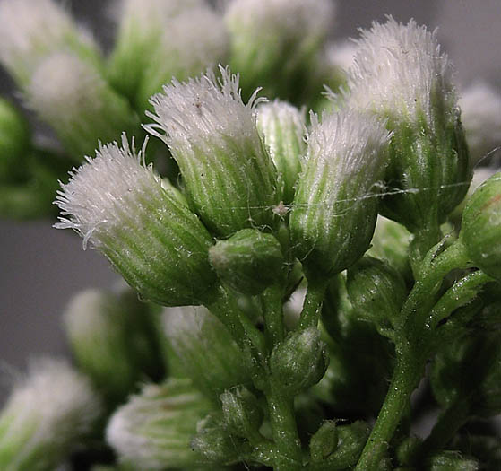 Detailed Picture 4 of Salt Marsh Baccharis