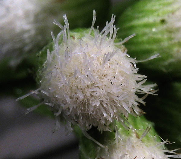Detailed Picture 3 of Salt Marsh Baccharis