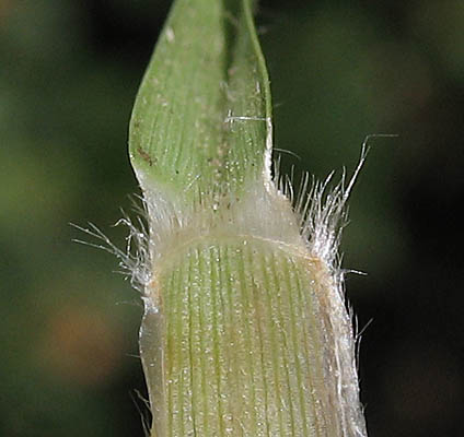 Detailed Picture 6 of Kikuyu Grass