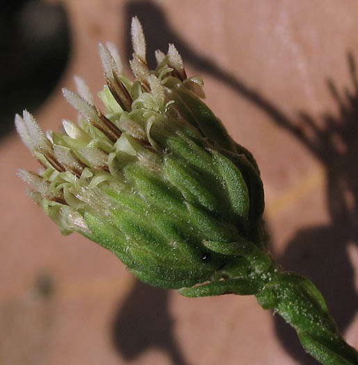 Detailed Picture 3 of Malibu Baccharis