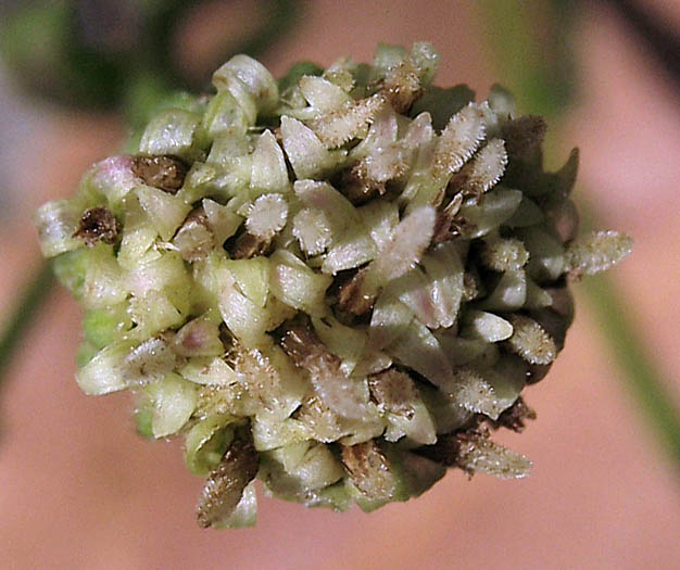 Detailed Picture 1 of Malibu Baccharis
