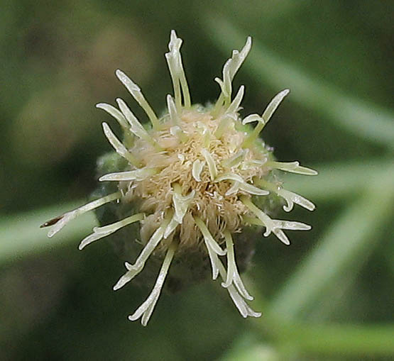 Detailed Picture 2 of Malibu Baccharis