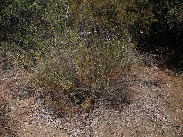 Detailed Picture 7 of Malibu Baccharis