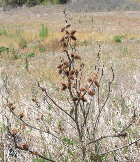 Detailed Picture 5 of Cocklebur