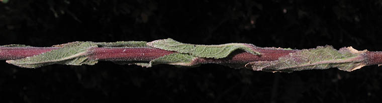 Detailed Picture 5 of Wand Mullein